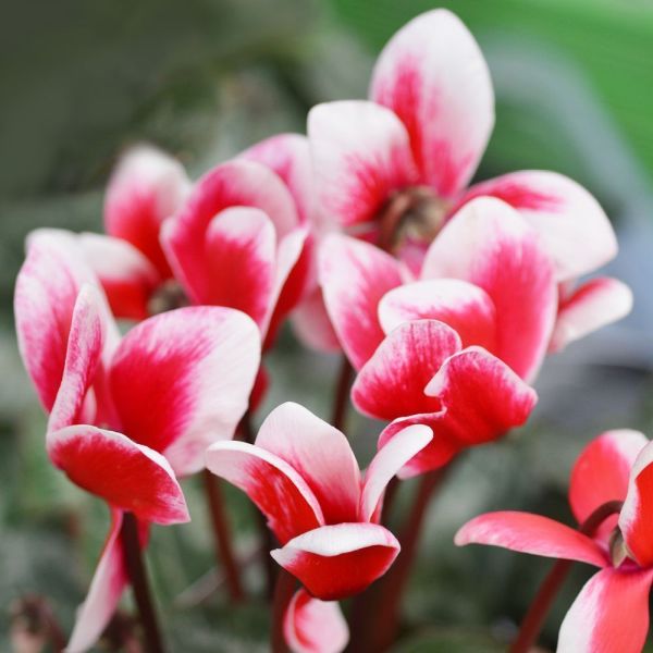 Cyclamen Red Bicolour 9cm